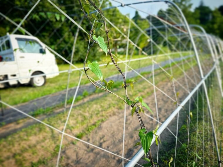 自然薯出ねえ!雨不足2025”からっ梅雨”