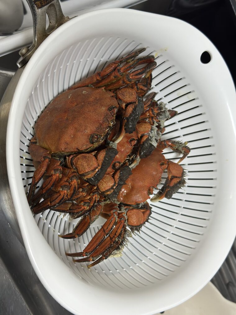 ニッポンモクズガニもらっちゃう時期だよね10月。